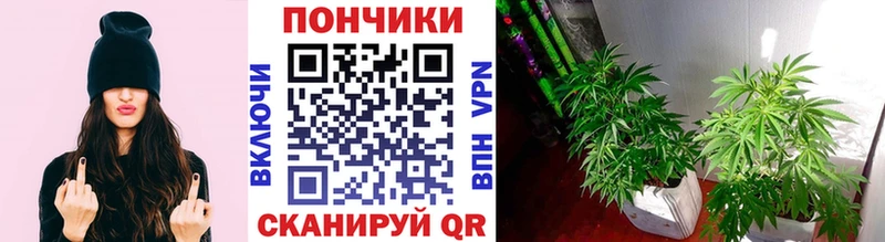 Купить закладки  Ишимбай  Бошки марихуана индика 